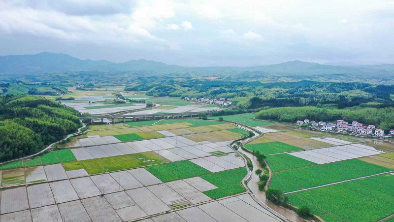 圖為建寧縣溪口鎮楓元村早制插秧。(無人機照片) 陳震 攝