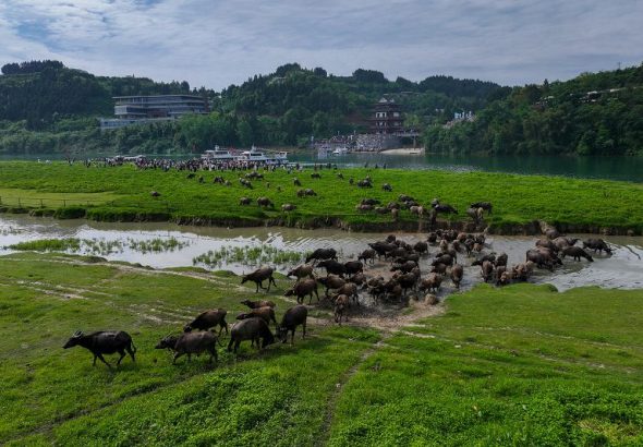 圖為蓬安縣相如街道油房溝社區嘉陵江段，過江的水牛前往太陽島核心區。（無人機照片） 中新社