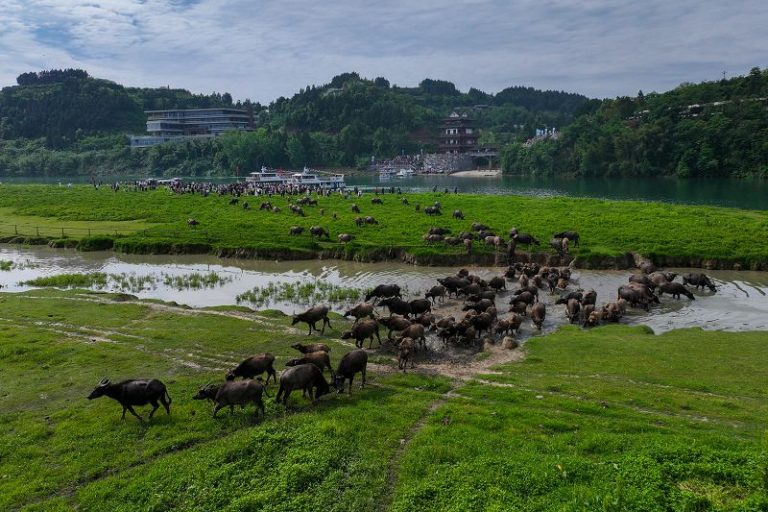 圖為蓬安縣相如街道油房溝社區嘉陵江段，過江的水牛前往太陽島核心區。（無人機照片） 中新社