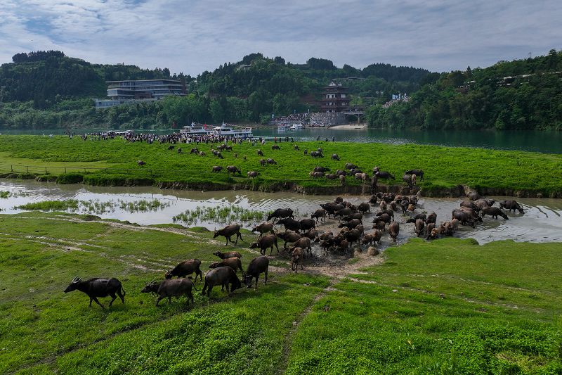 圖為蓬安縣相如街道油房溝社區嘉陵江段，過江的水牛前往太陽島核心區。（無人機照片） 中新社