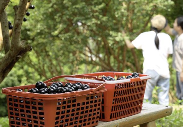 民眾結伴出行，沉浸式走進田園果園，親手採摘鮮果、親近自然鄉土，沉浸式感受鄉村田園的獨特魅力。