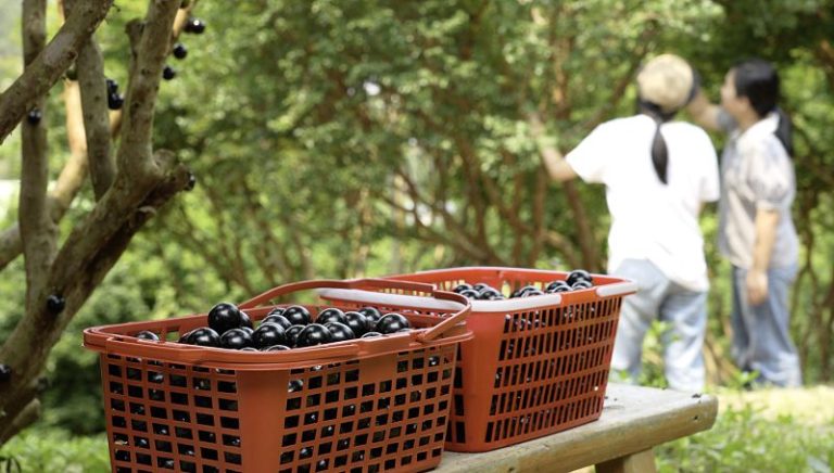 民眾結伴出行，沉浸式走進田園果園，親手採摘鮮果、親近自然鄉土，沉浸式感受鄉村田園的獨特魅力。