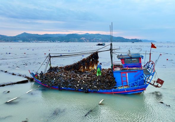 福建省寧德市霞浦縣下滸鎮漁民在海上貨運海帶（無人機照片）。