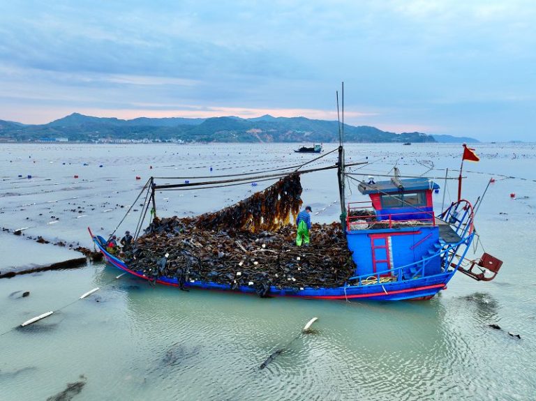 福建省寧德市霞浦縣下滸鎮漁民在海上貨運海帶（無人機照片）。