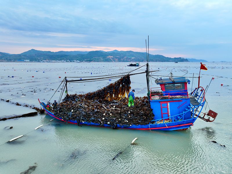 福建省寧德市霞浦縣下滸鎮漁民在海上貨運海帶（無人機照片）。