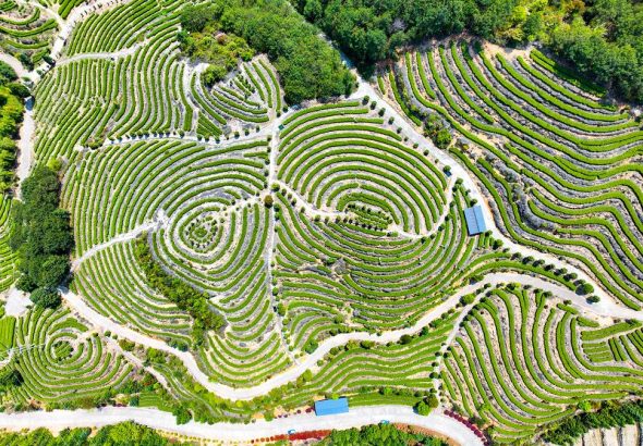 航拍首章村茶園（資料圖）。