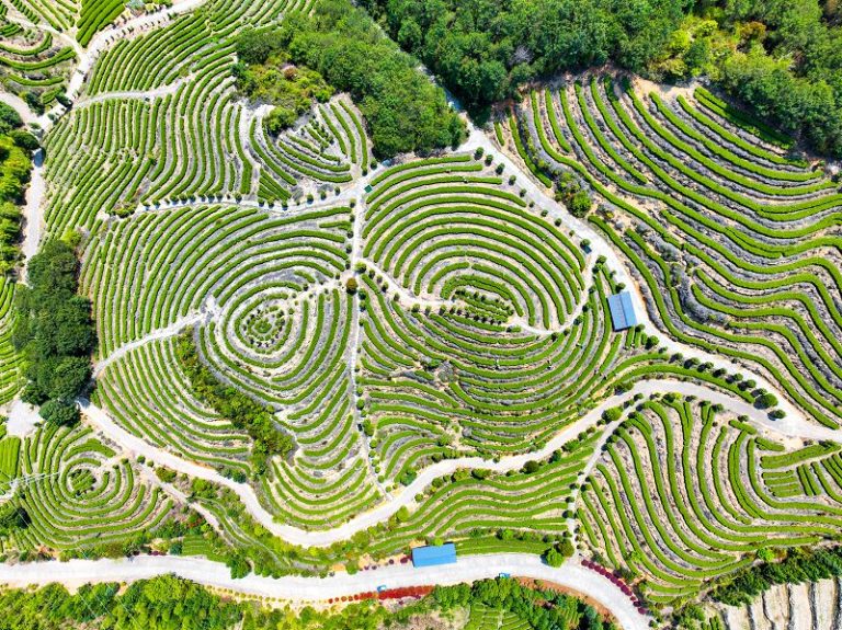 航拍首章村茶園（資料圖）。