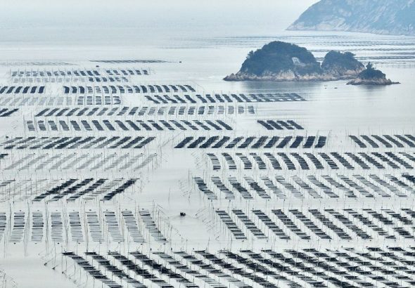 船隻行駛在福建省寧德市福鼎市沙埕鎮紫菜養殖區（無人機照片）。