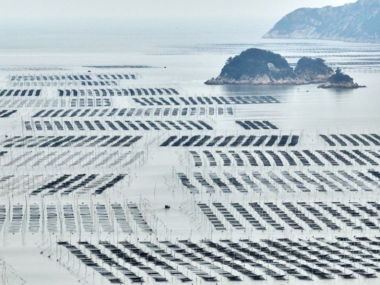 船隻行駛在福建省寧德市福鼎市沙埕鎮紫菜養殖區（無人機照片）。