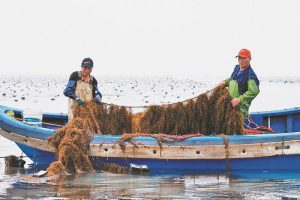 連江縣：2000噸鞭炮筍進入採收期
