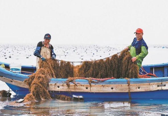 連江縣：2000噸鞭炮筍進入採收期