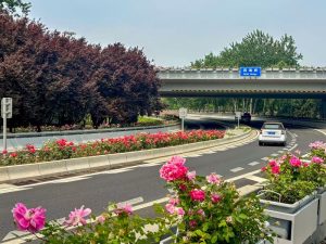 5月14日，北京海澱四海橋下，車輛在月季花間穿行。中新社