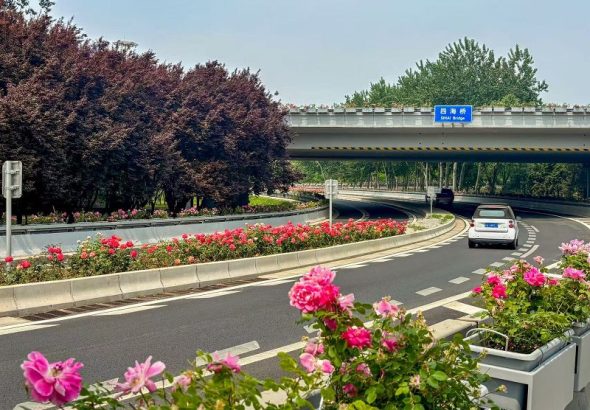 5月14日，北京海澱四海橋下，車輛在月季花間穿行。中新社
