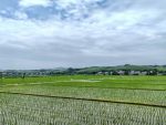 在建寧縣溪口鎮楓元村高標準雜交水稻製種基地，早製秧苗整齊挺立，一整片農田在綠水青山間生機盎然。