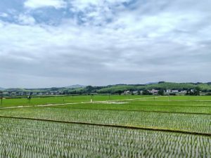 在建寧縣溪口鎮楓元村高標準雜交水稻製種基地，早製秧苗整齊挺立，一整片農田在綠水青山間生機盎然。
