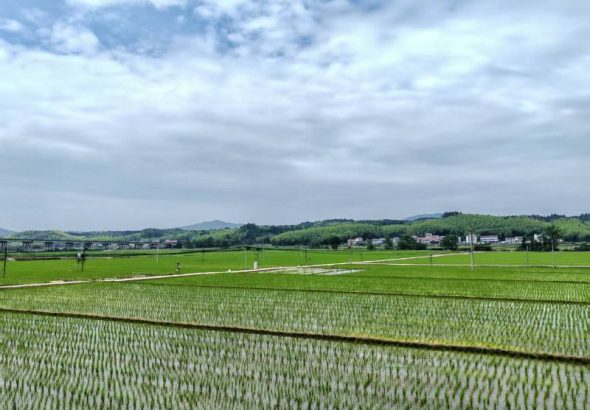 在建寧縣溪口鎮楓元村高標準雜交水稻製種基地，早製秧苗整齊挺立，一整片農田在綠水青山間生機盎然。