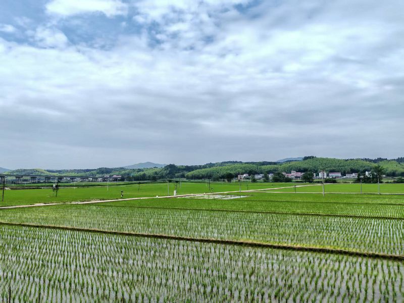 在建寧縣溪口鎮楓元村高標準雜交水稻製種基地，早製秧苗整齊挺立，一整片農田在綠水青山間生機盎然。