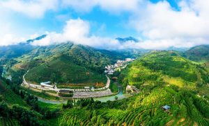 坦洋茶山。