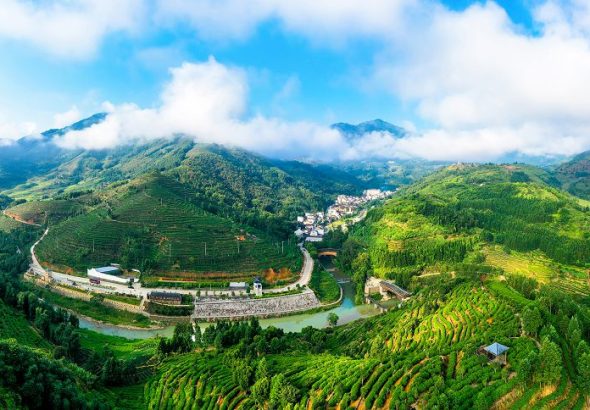 坦洋茶山。