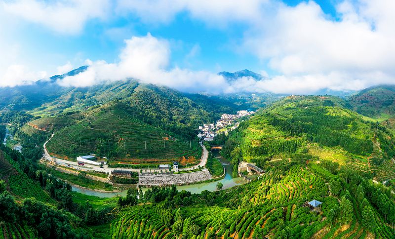 坦洋茶山。