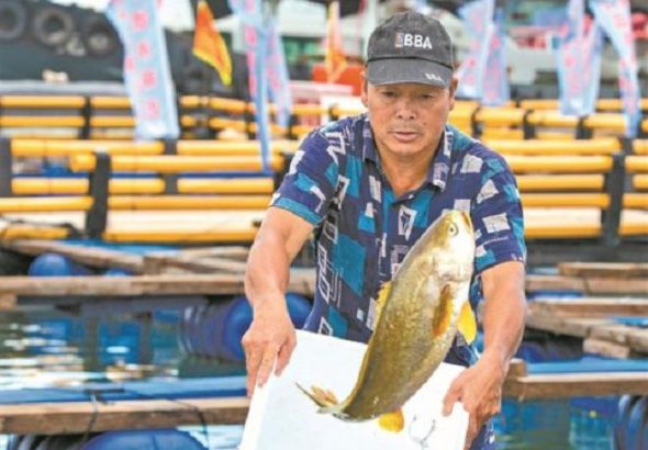 好生態養出肥美大黃魚