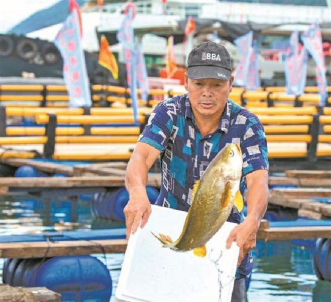 好生態養出肥美大黃魚