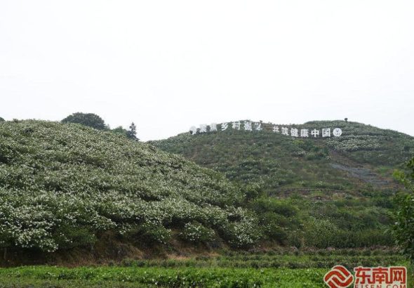 貫嶺鎮茗洋村滿山梔子花綻放。