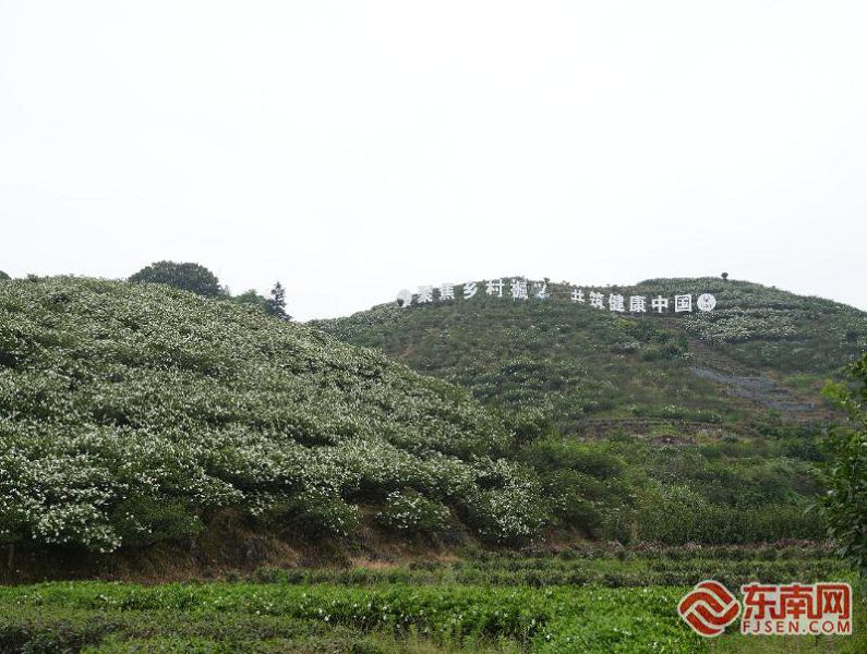 貫嶺鎮茗洋村滿山梔子花綻放。