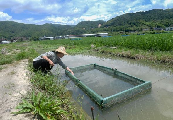 7月20日，福州市羅源縣西蘭鄉豐華生態農場裡，陳小嬌正在查看田螺生長情況。