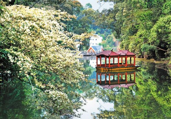 三元區格氏栲森林康養基地。