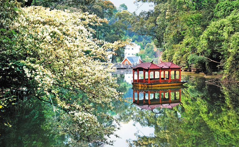 三元區格氏栲森林康養基地。