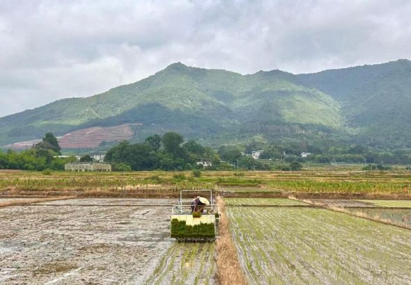 圖為安砂鎮夏種作業場景。