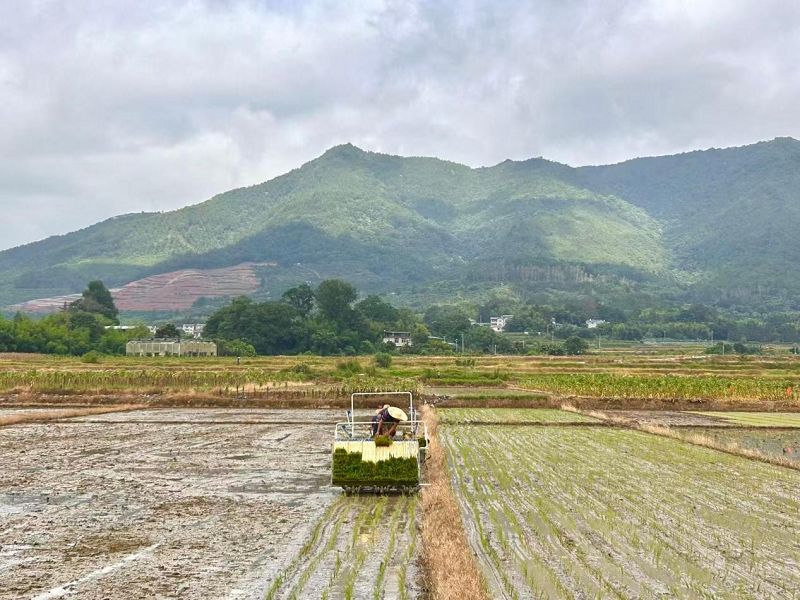 圖為安砂鎮夏種作業場景。
