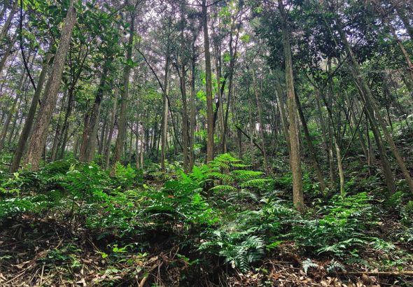 長泰岩溪國有林場進行林下仿野生條件下的金毛狗蕨人工栽培。