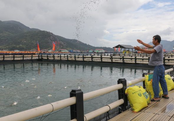 8月21日，在福建寧德三都澳的海上漁排，工作人員給大黃魚撒魚食。新華社