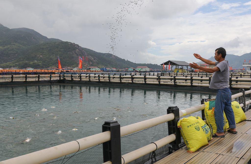 8月21日，在福建寧德三都澳的海上漁排，工作人員給大黃魚撒魚食。新華社