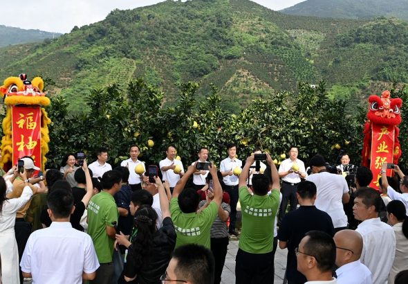 9月6日，福建省漳州市平和琯溪蜜柚開採儀式在平和縣小溪鎮厝丘村舉行。中新網