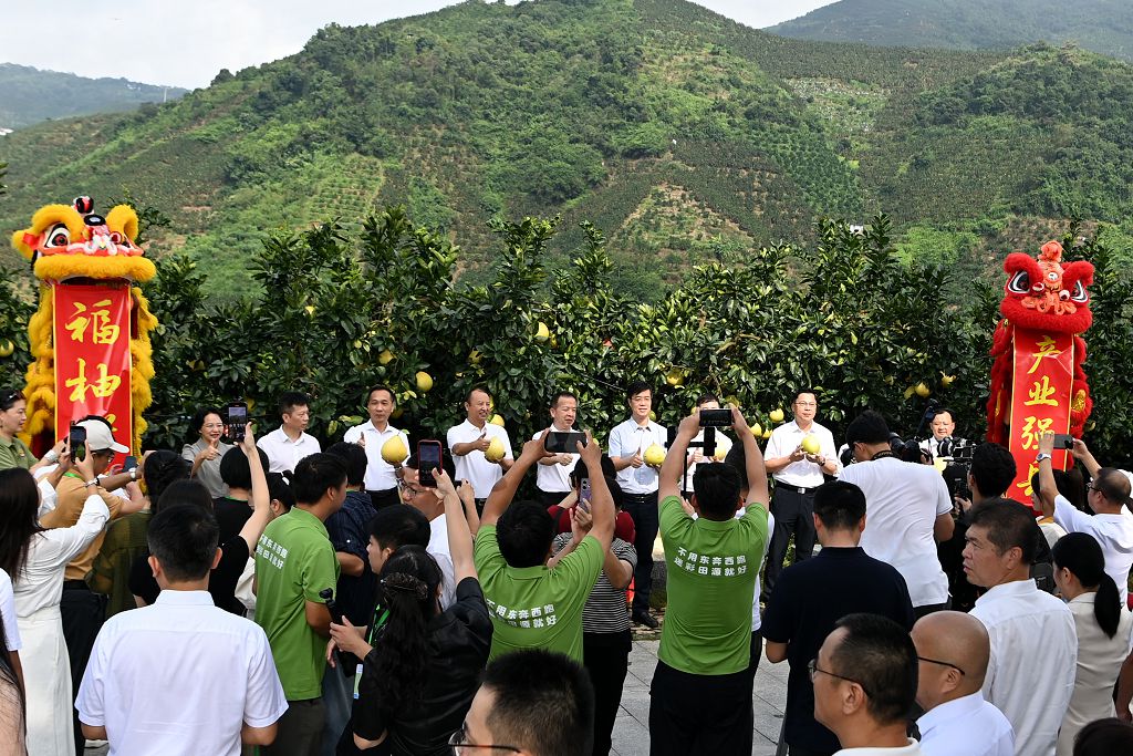 9月6日，福建省漳州市平和琯溪蜜柚開採儀式在平和縣小溪鎮厝丘村舉行。中新網