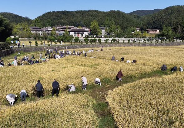 10月7日，江西永修雲居山千年古剎真如禪寺的僧眾集體出坡收割稻子。