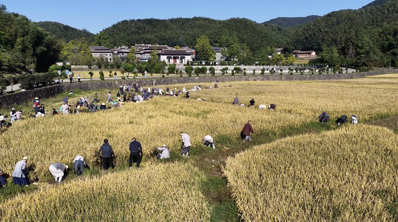 10月7日，江西永修雲居山千年古剎真如禪寺的僧眾集體出坡收割稻子。